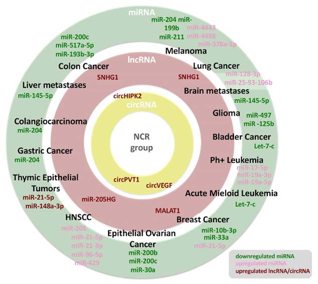 ncrnas